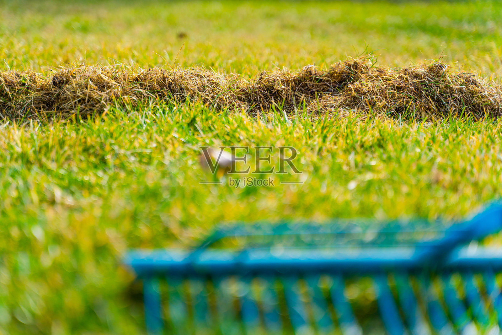 冬季后清理草坪的过程。春季草坪护理。刷草以去除干枯的草。照片摄影图片
