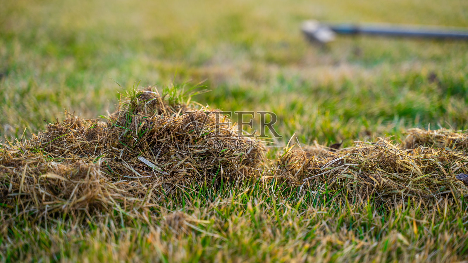 冬季过后草坪护理的过程，梳理草坪。清理冬季后的草坪。春季草坪护理。照片摄影图片