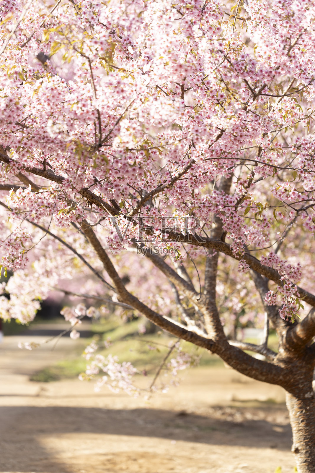 野生喜马拉雅樱桃（Prunus cerasoides）或泰国樱花照片摄影图片