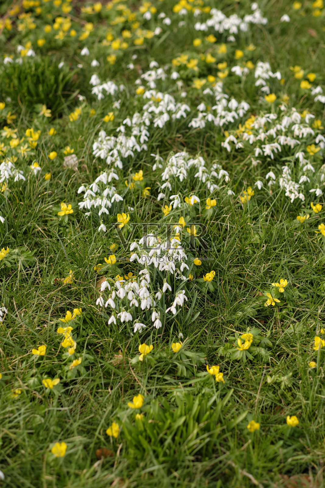 春天的雪花莲和野花在翠绿的田野中绽放的景象照片摄影图片