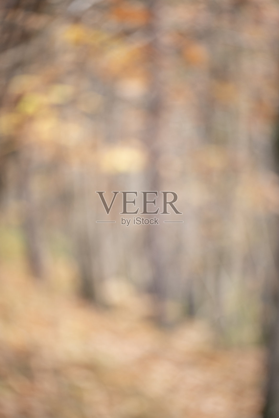 模糊的森林自然背景照片摄影图片