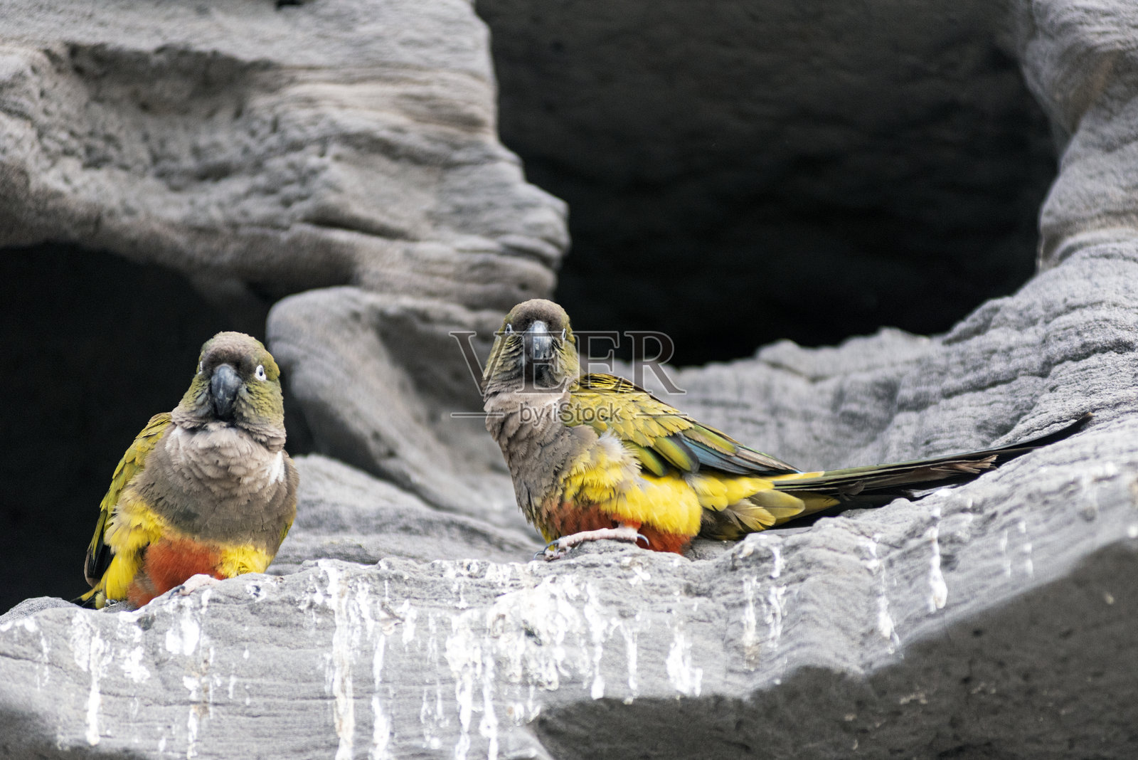 巴塔哥尼亚鹦鹉 (Cyanoliseus patagonus)照片摄影图片