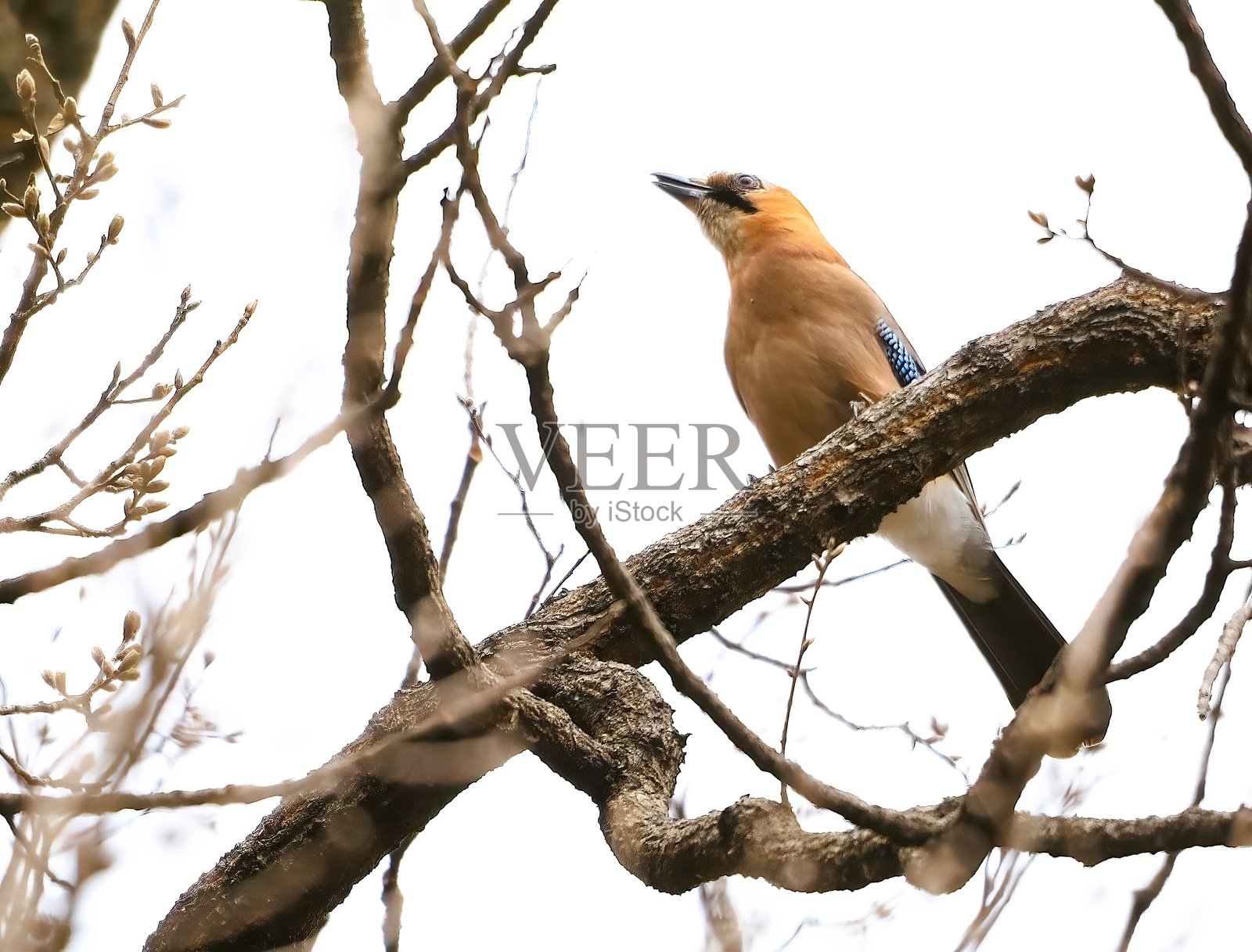 VH560-000value1.JPG照片摄影图片