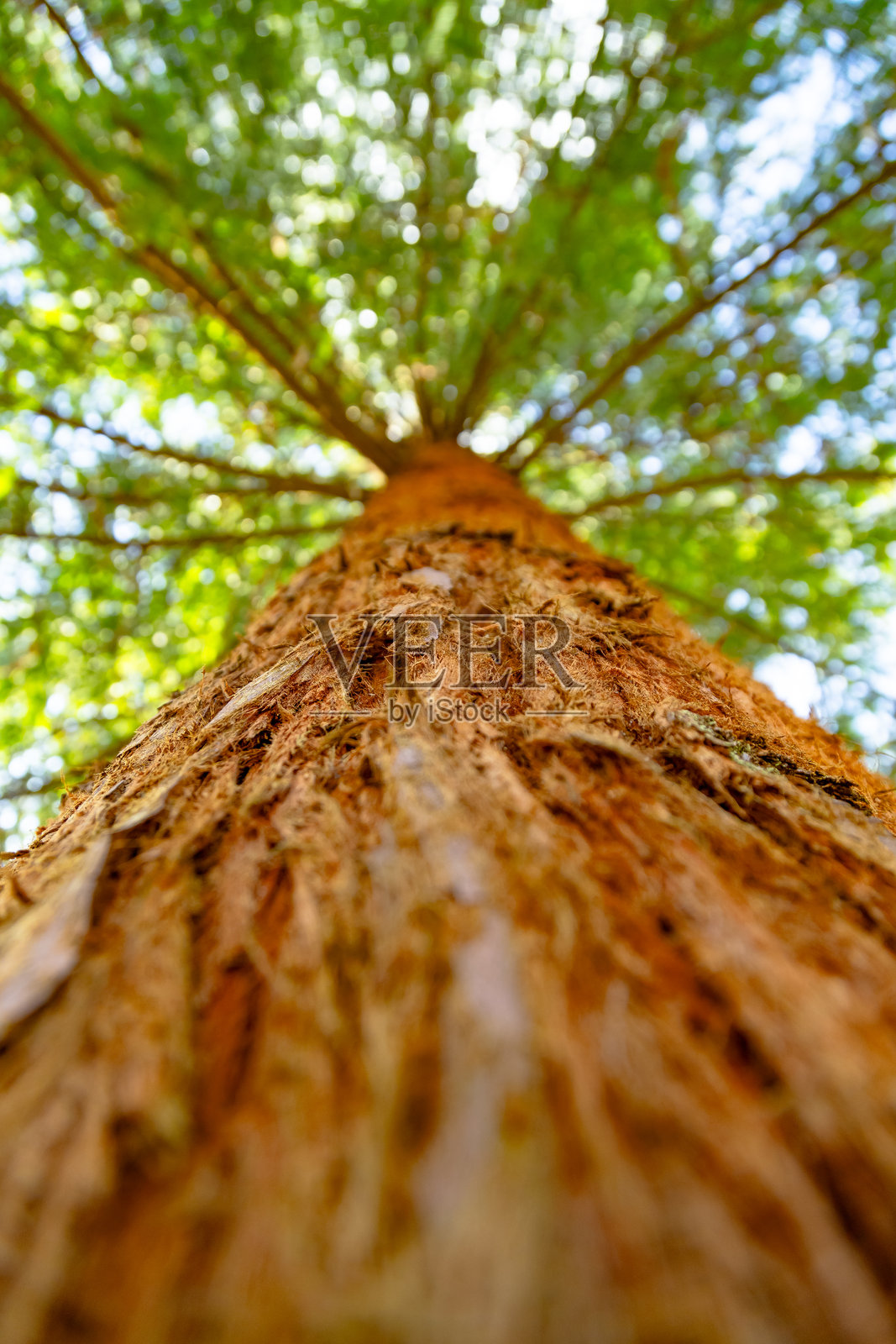 单棵树照片摄影图片