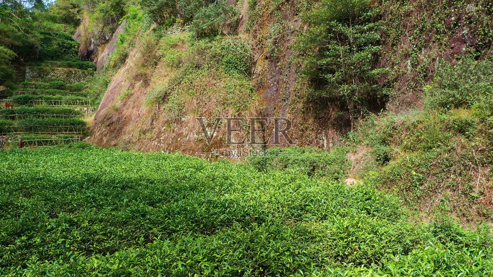 母树大红袍茶，九龙溪，武夷山，南平，福建，中国。丹霞地貌。照片摄影图片