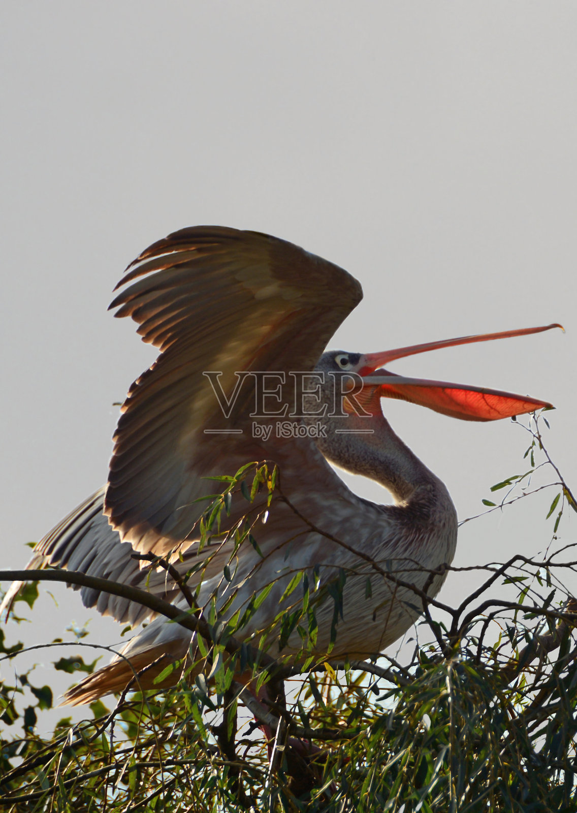 粉背鹈鹕。照片摄影图片