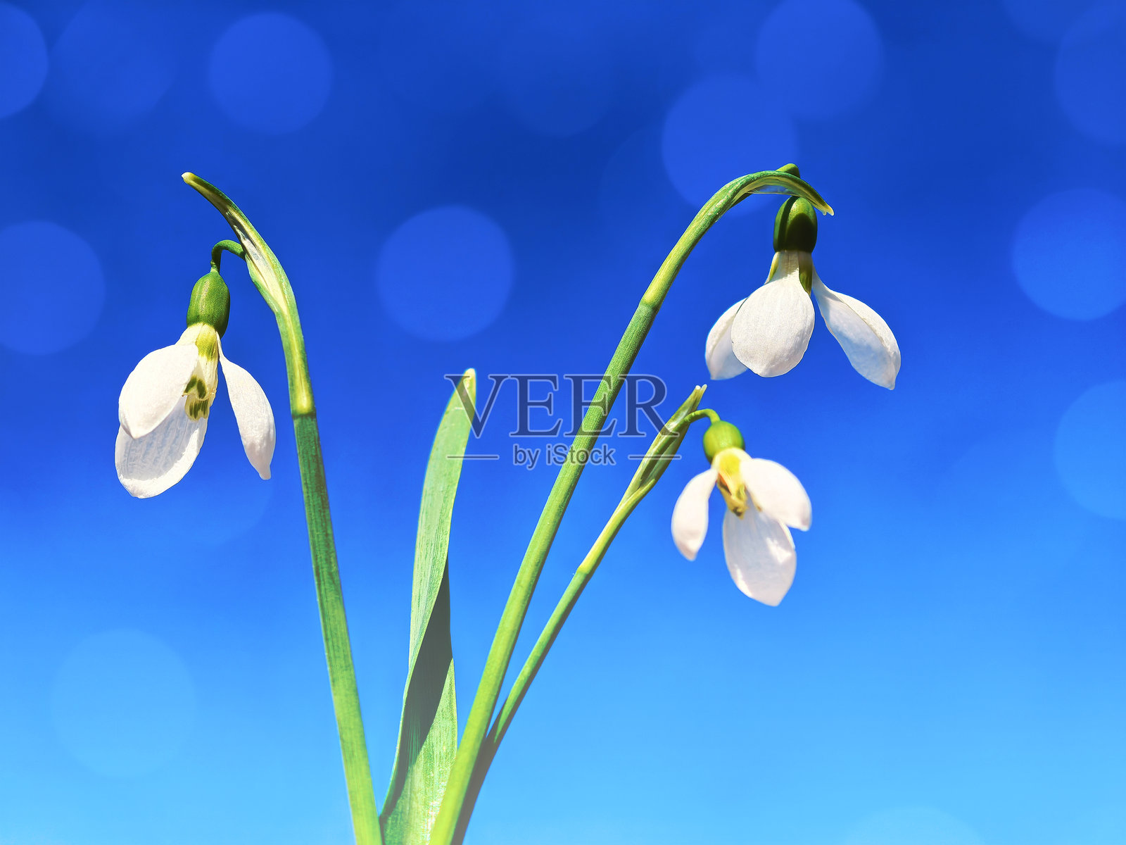 蓝色背景上的雪花莲花与散景灯光照片摄影图片