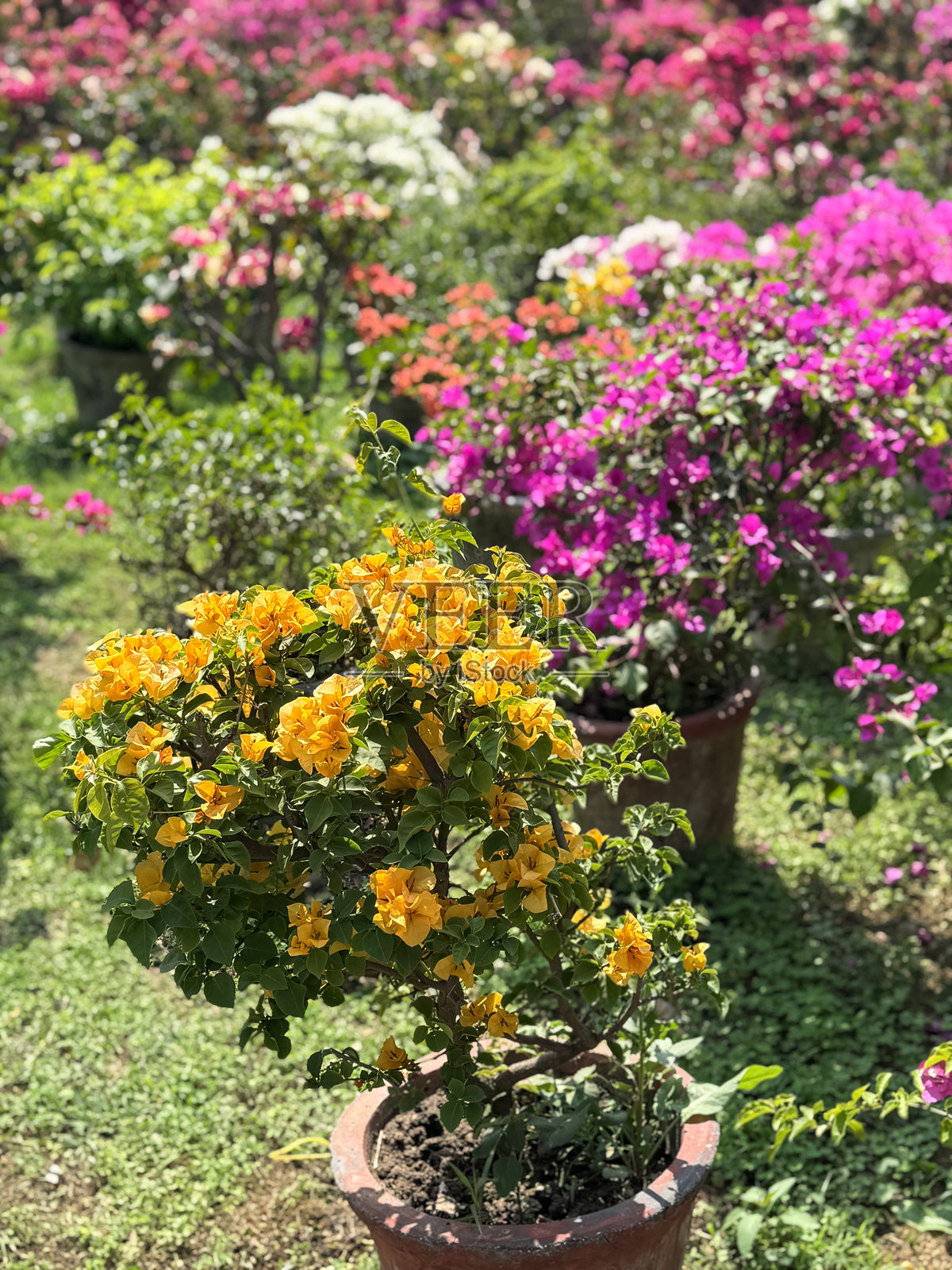 热带九重葛藤在花盆中生长，盛开着异国情调的粉色和黄色花朵，色彩斑斓的花朵。照片摄影图片