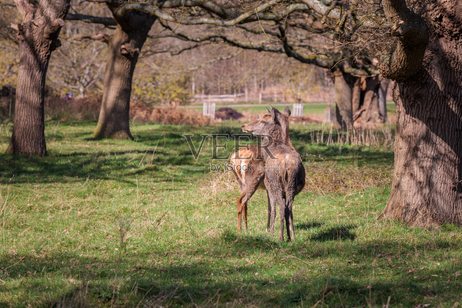 伦敦皇家公园里里士满公园的一群鹿。春天的傍晚。照片摄影图片