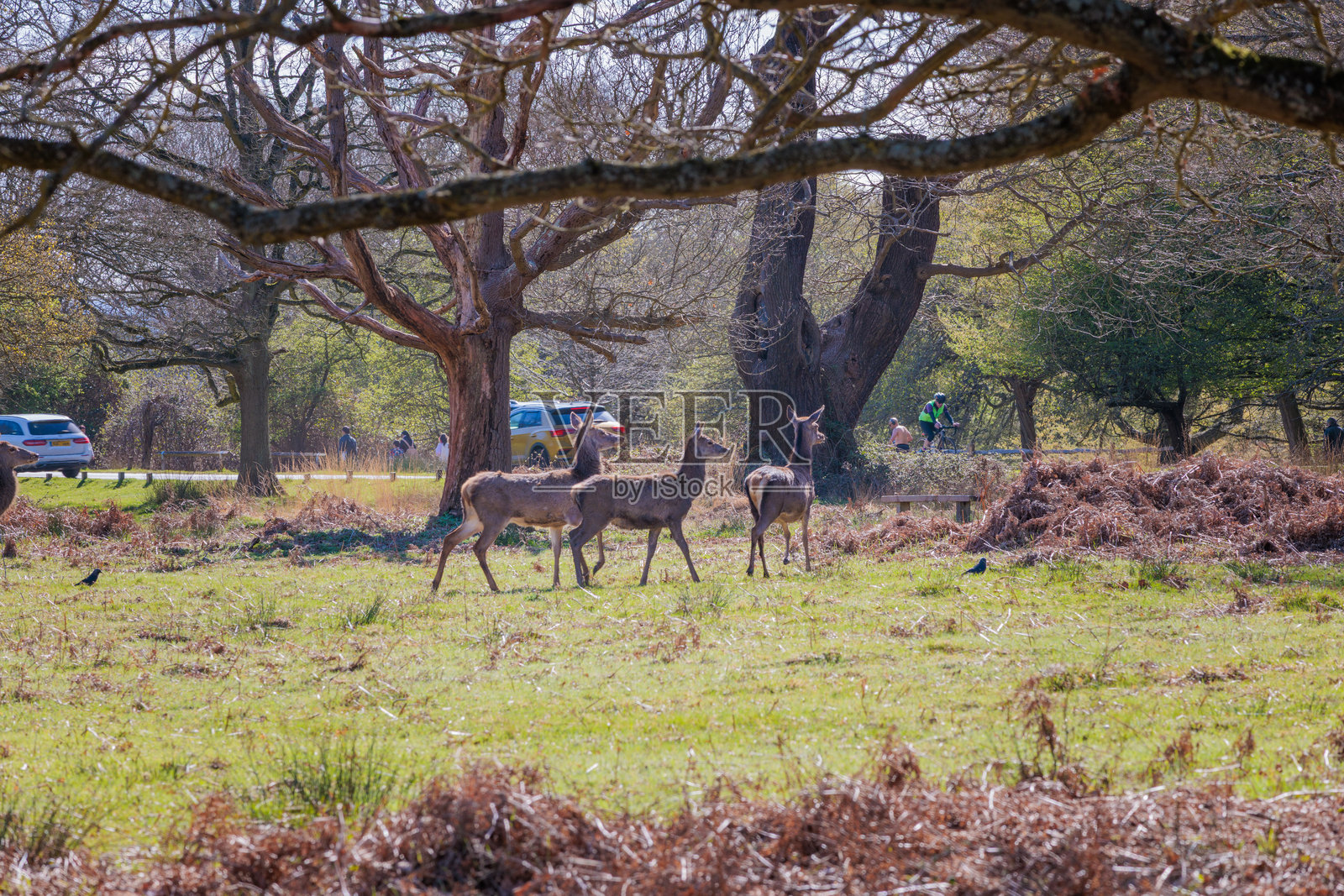 伦敦皇家公园里里士满公园的一群鹿。春天的傍晚。照片摄影图片
