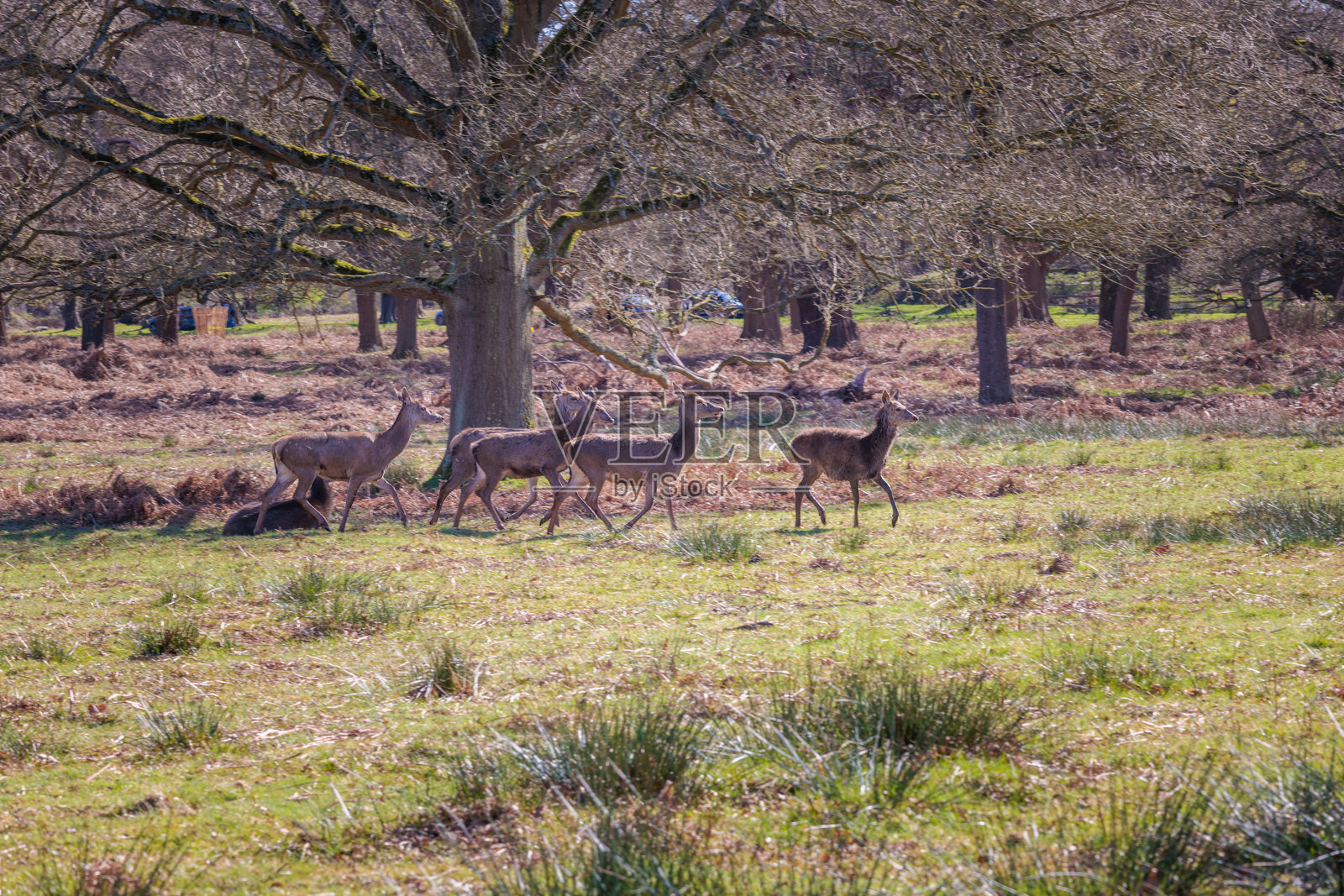 伦敦皇家公园里里士满公园的一群鹿。春天的傍晚。照片摄影图片