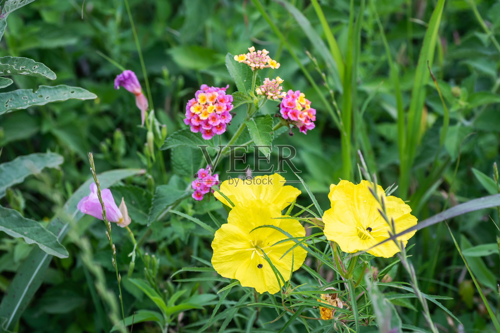 德克萨斯州奥斯汀的夏季本土野花照片摄影图片
