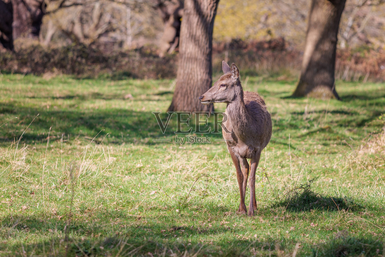 伦敦皇家公园里里士满公园的一群鹿。春天的傍晚。照片摄影图片