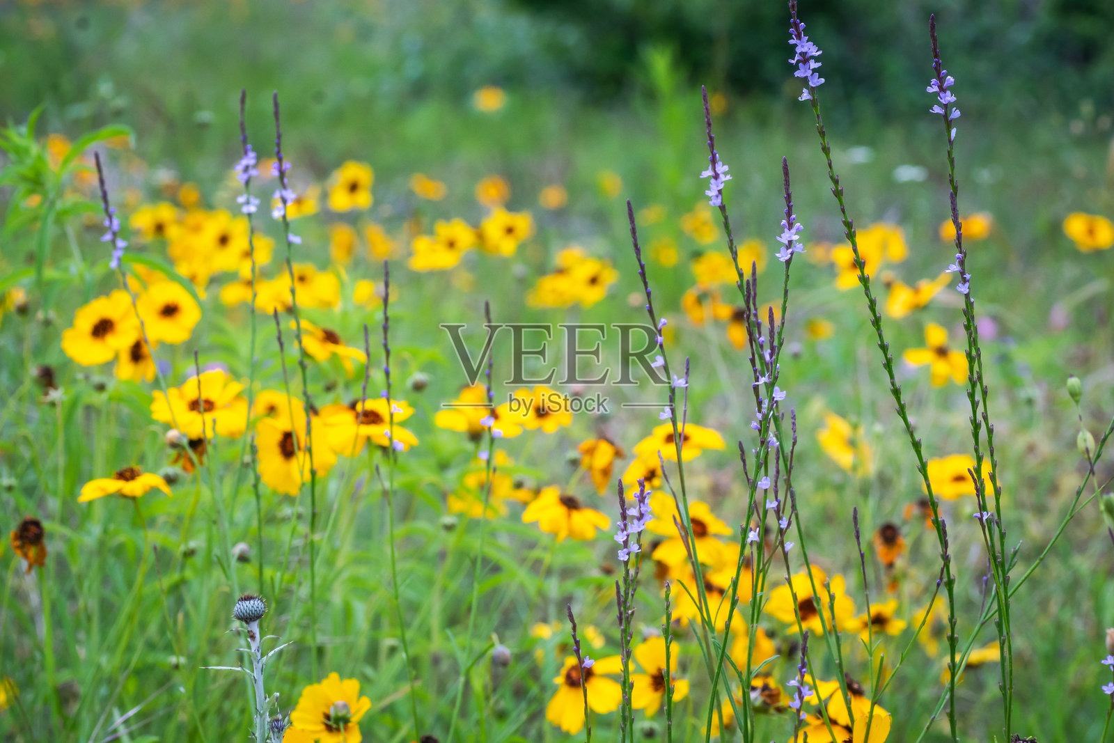 德克萨斯州奥斯汀的夏季本土野花照片摄影图片