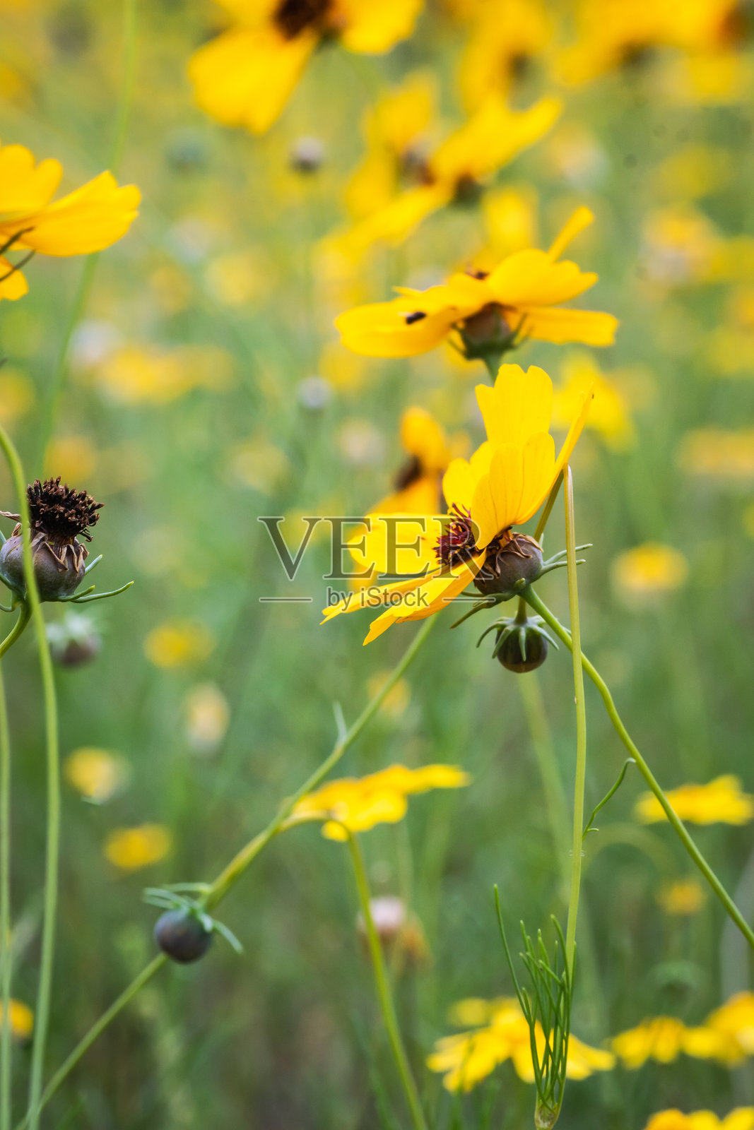 德克萨斯州奥斯汀的夏季本土野花照片摄影图片