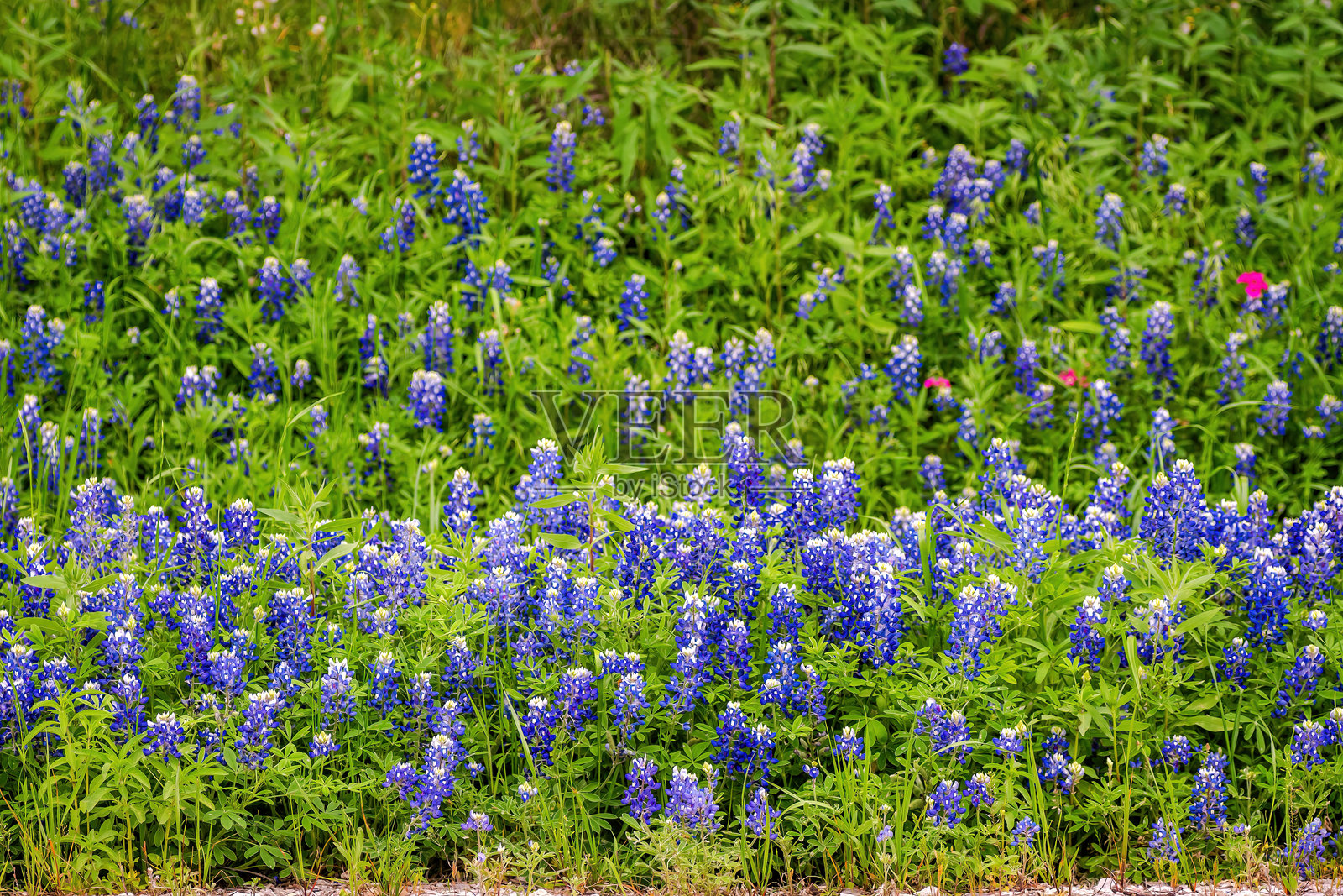 德克萨斯州本土春季野花，德克萨斯山乡照片摄影图片