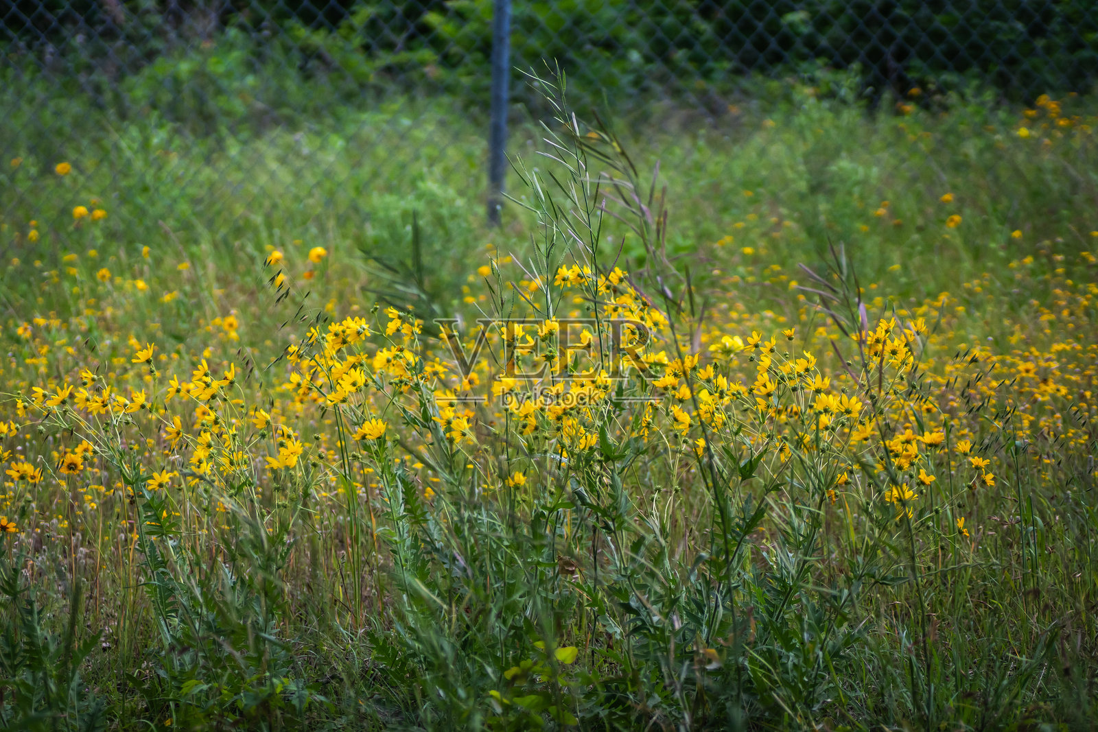 德克萨斯州奥斯汀的夏季本土野花照片摄影图片
