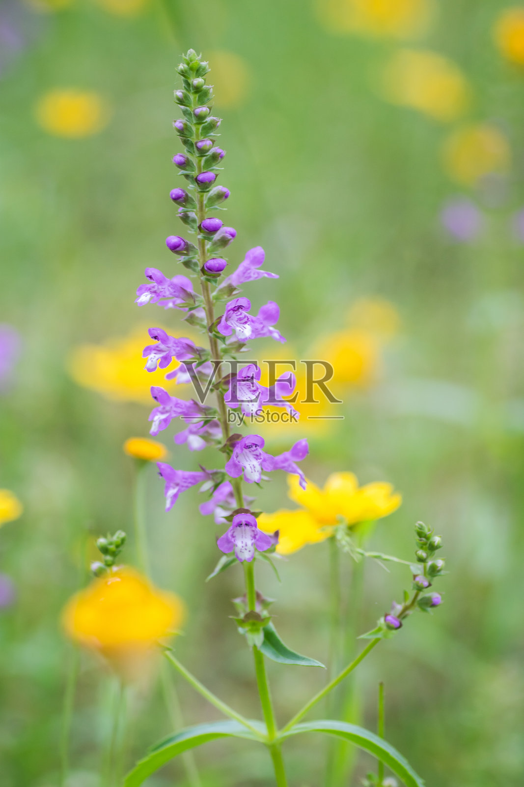 德克萨斯州奥斯汀的夏季本土野花照片摄影图片