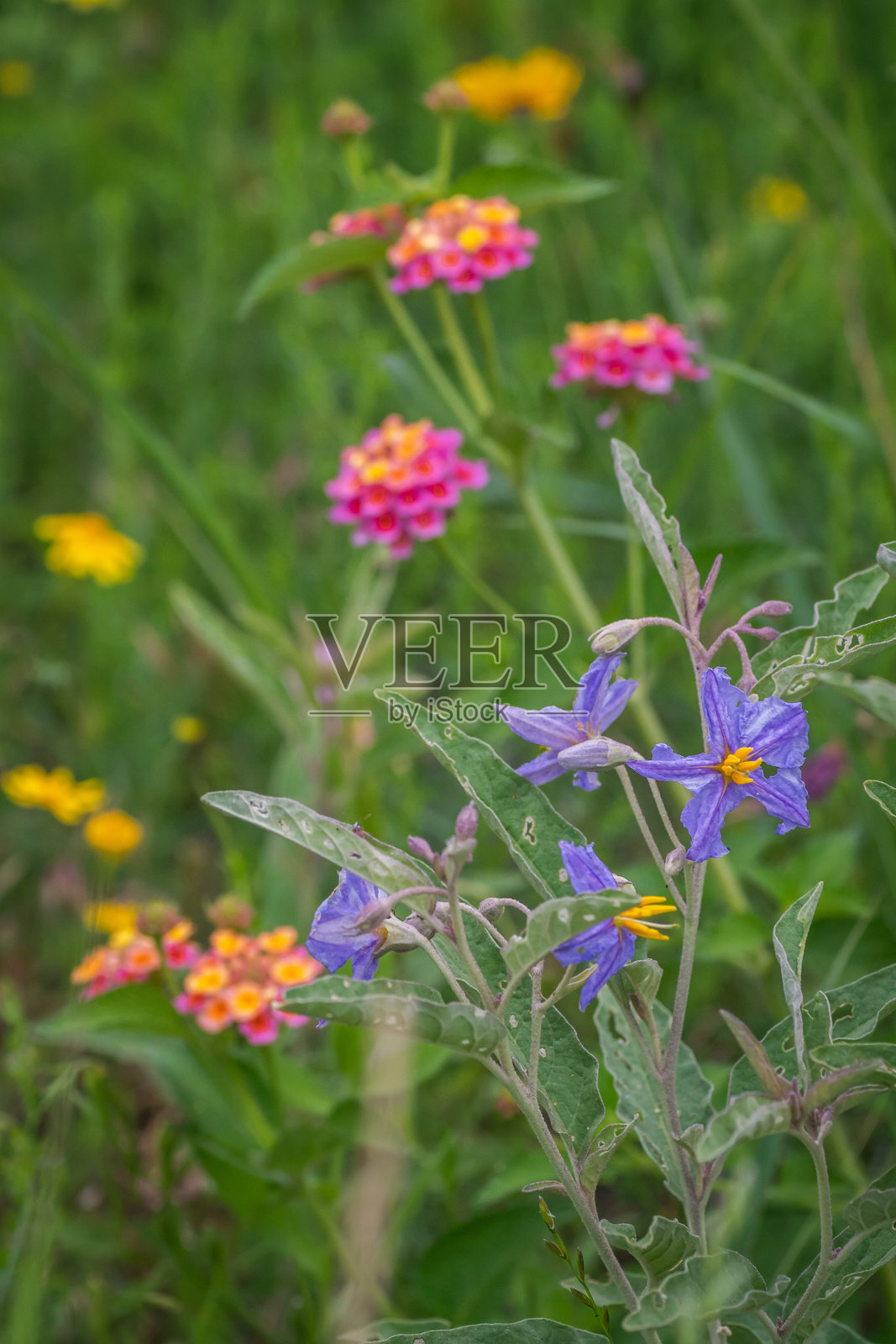 德克萨斯州奥斯汀的夏季本土野花照片摄影图片