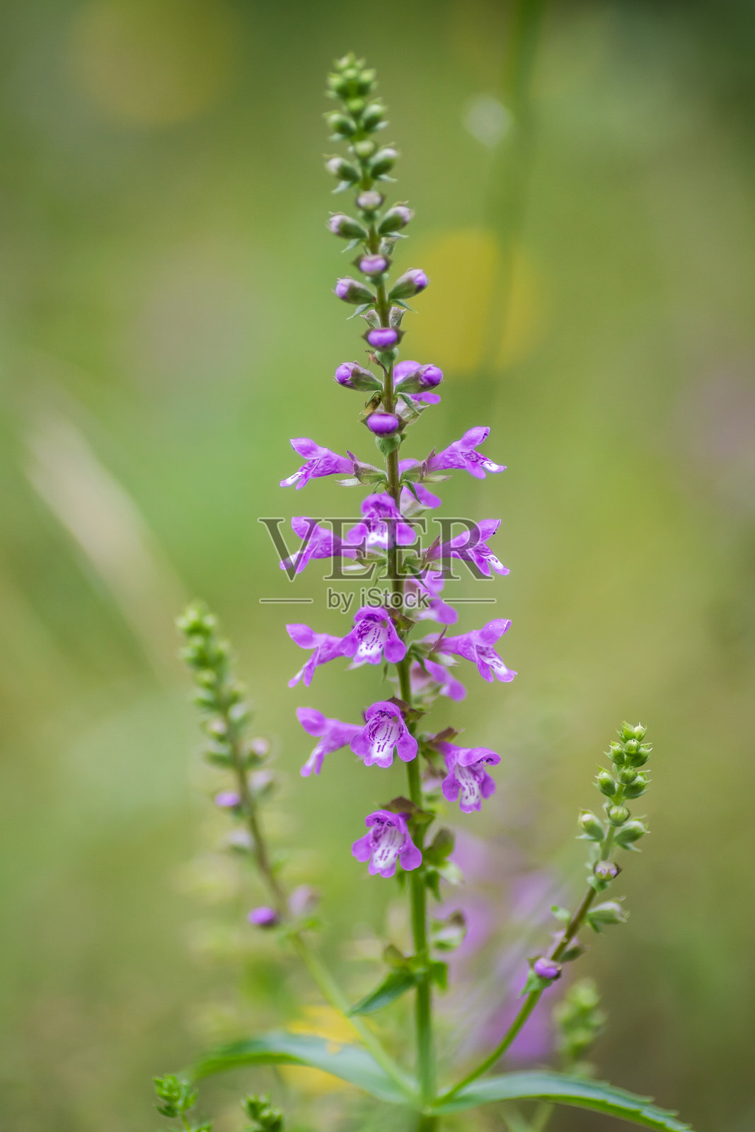 德克萨斯州奥斯汀的夏季本土野花照片摄影图片
