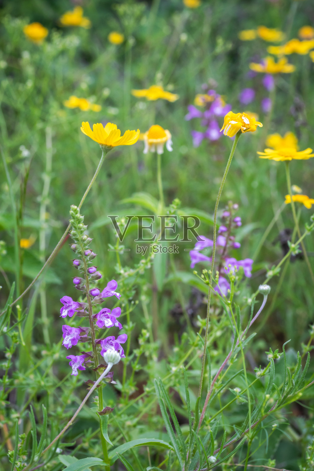 德克萨斯州奥斯汀的夏季本土野花照片摄影图片