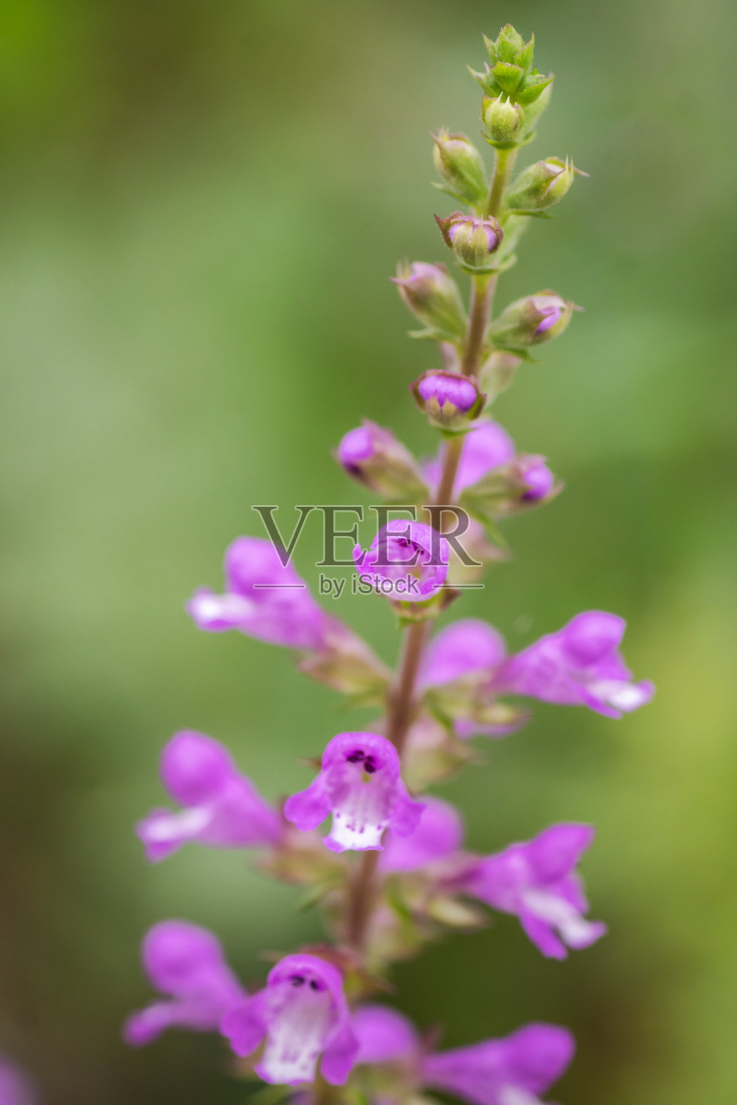 德克萨斯州奥斯汀的夏季本土野花照片摄影图片