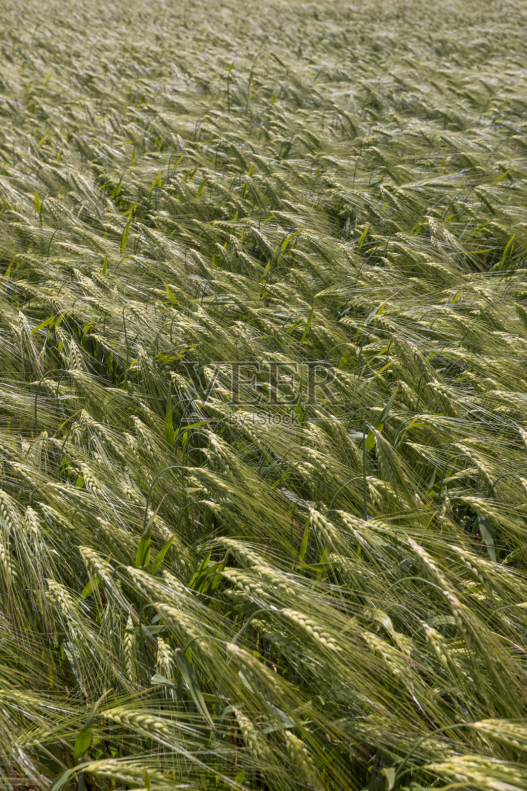 一片绿色未成熟黑麦生长的农业田野照片摄影图片