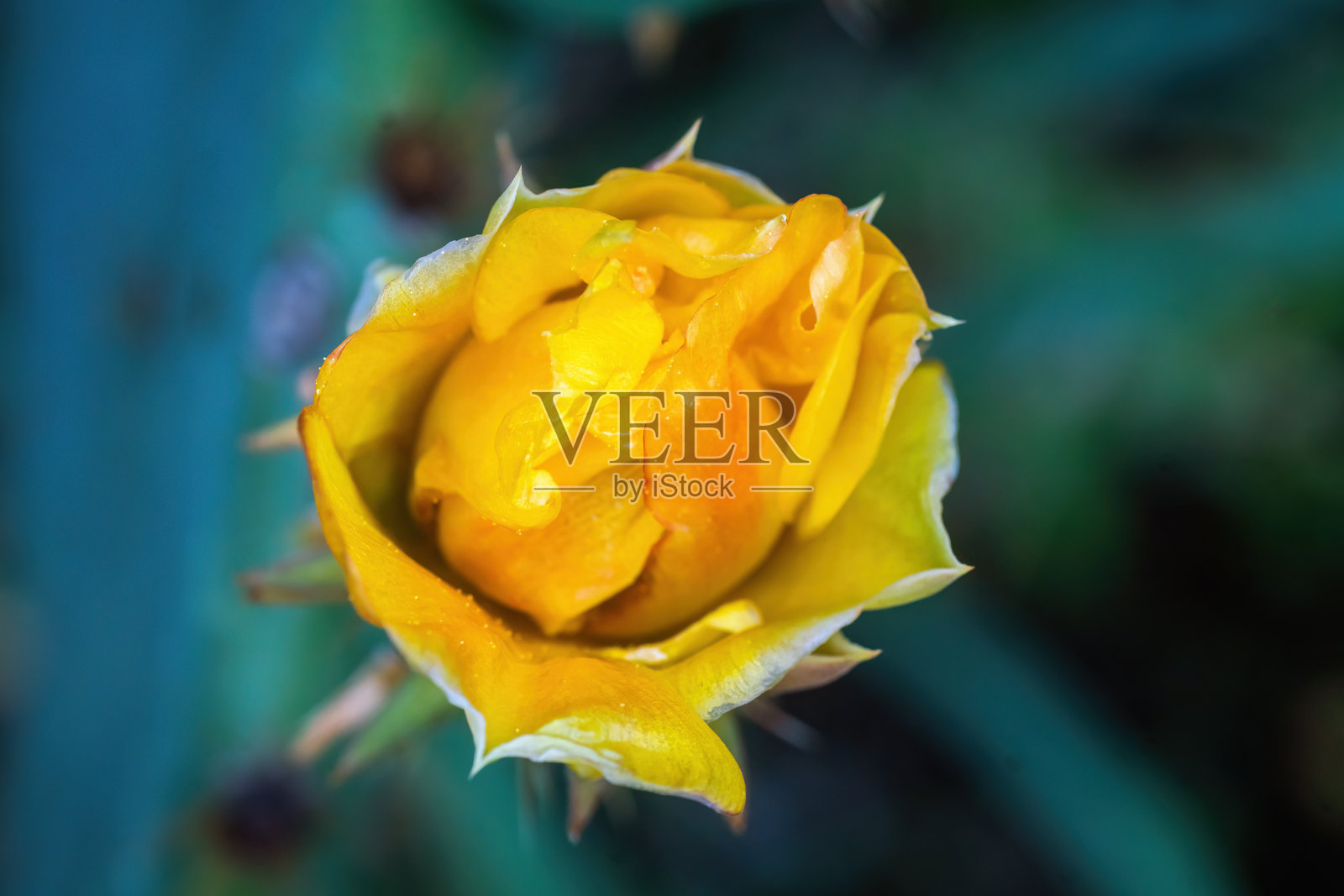 德克萨斯州奥斯汀的夏季本土野花照片摄影图片