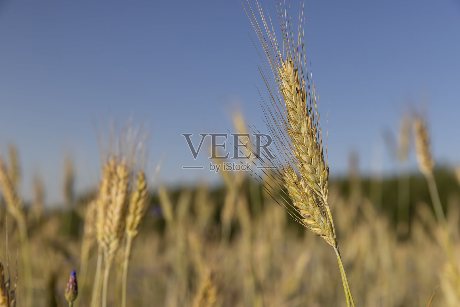 夏季阳光明媚的麦田中盛开着矢车菊照片摄影图片