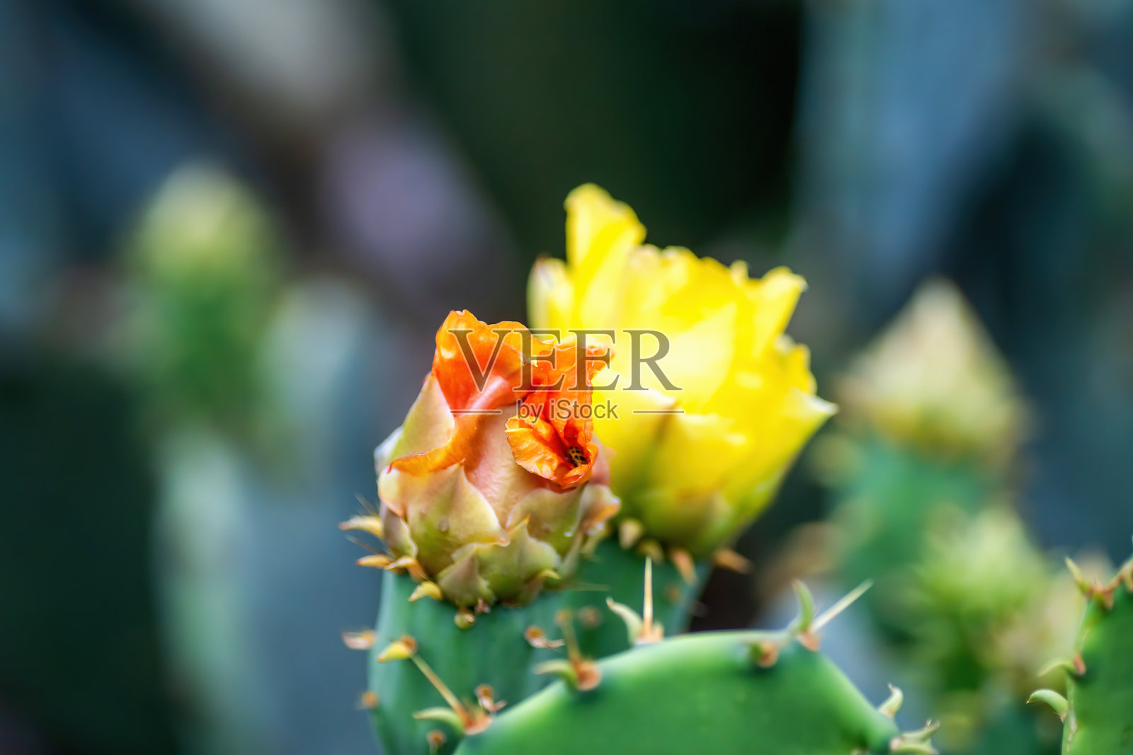 德克萨斯州奥斯汀的夏季本土野花照片摄影图片