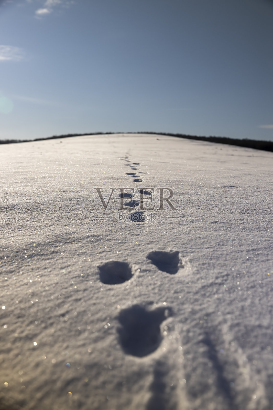 动物在雪地里穿过乡村农田留下的足迹和坑洼照片摄影图片