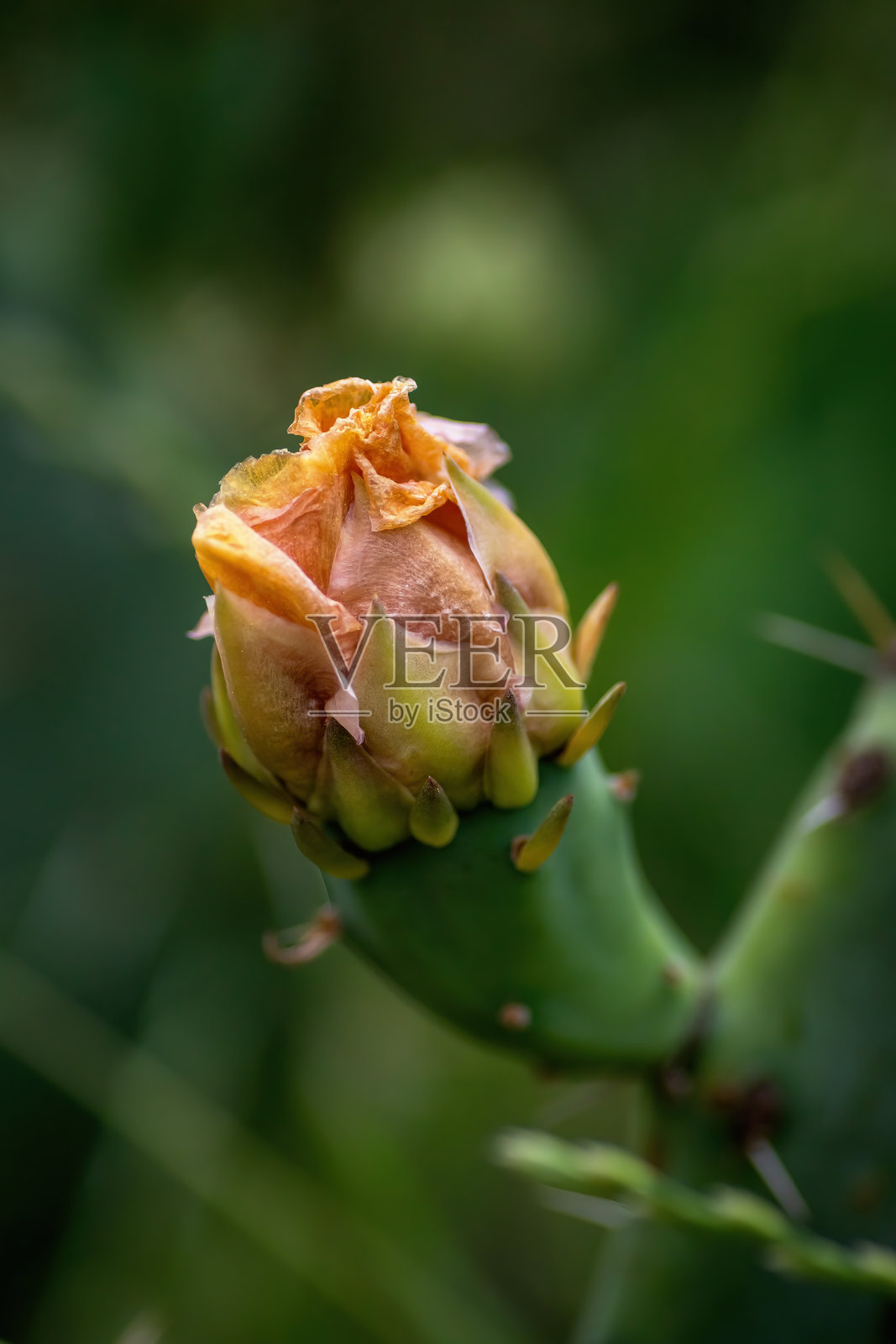 德克萨斯州奥斯汀的夏季本土野花照片摄影图片
