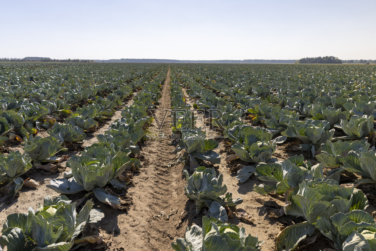 一片正在成熟的卷心菜作物，其中一部分受到虫蛹的损害照片摄影图片