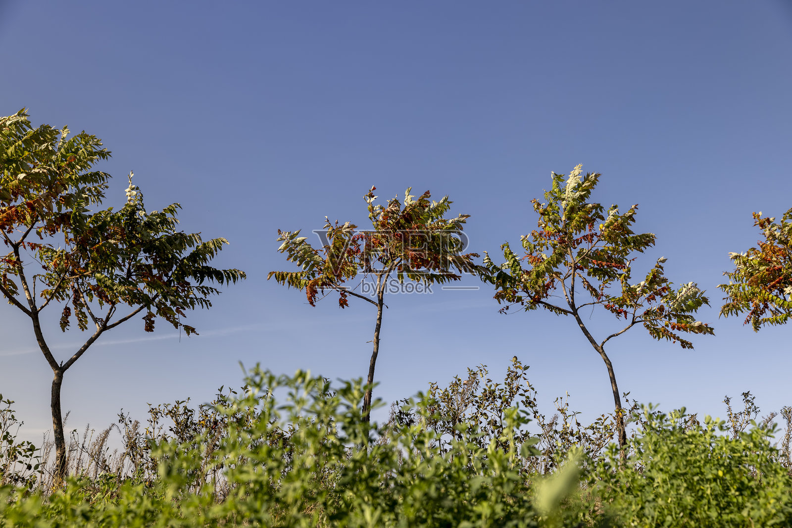 一排漆树用来围住田地并将其分成几个区域照片摄影图片