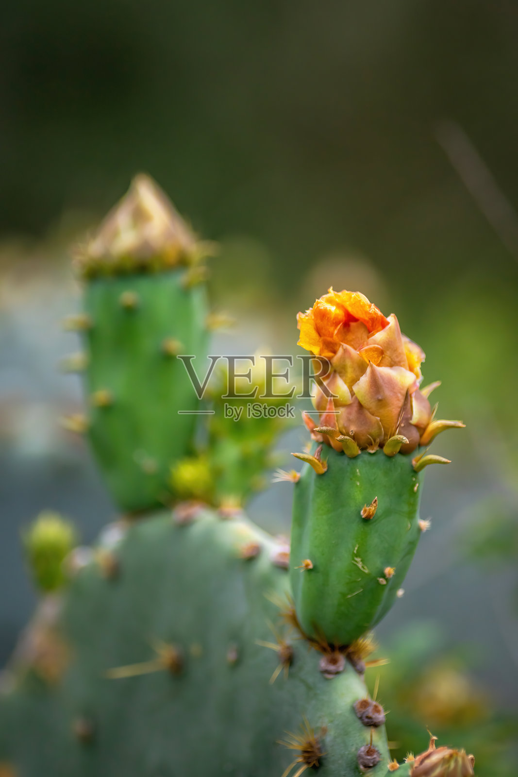 德克萨斯州奥斯汀的夏季本土野花照片摄影图片