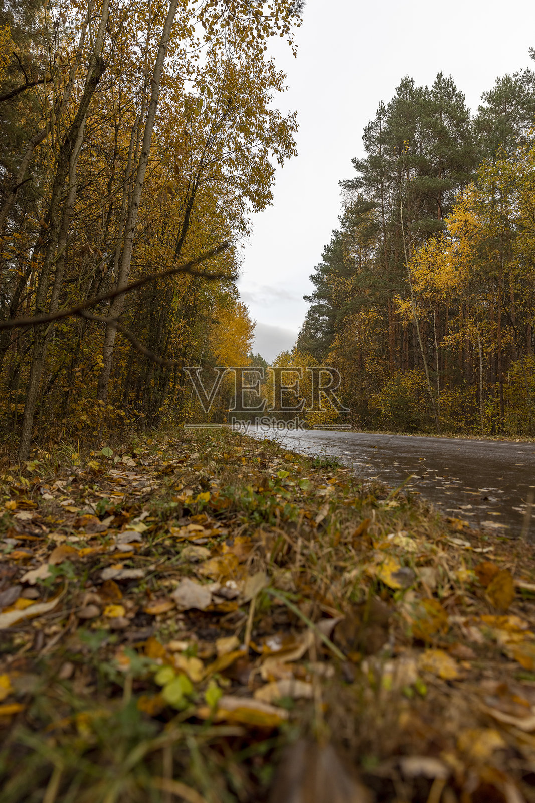 秋天的小石铺路在雨后变得湿滑照片摄影图片