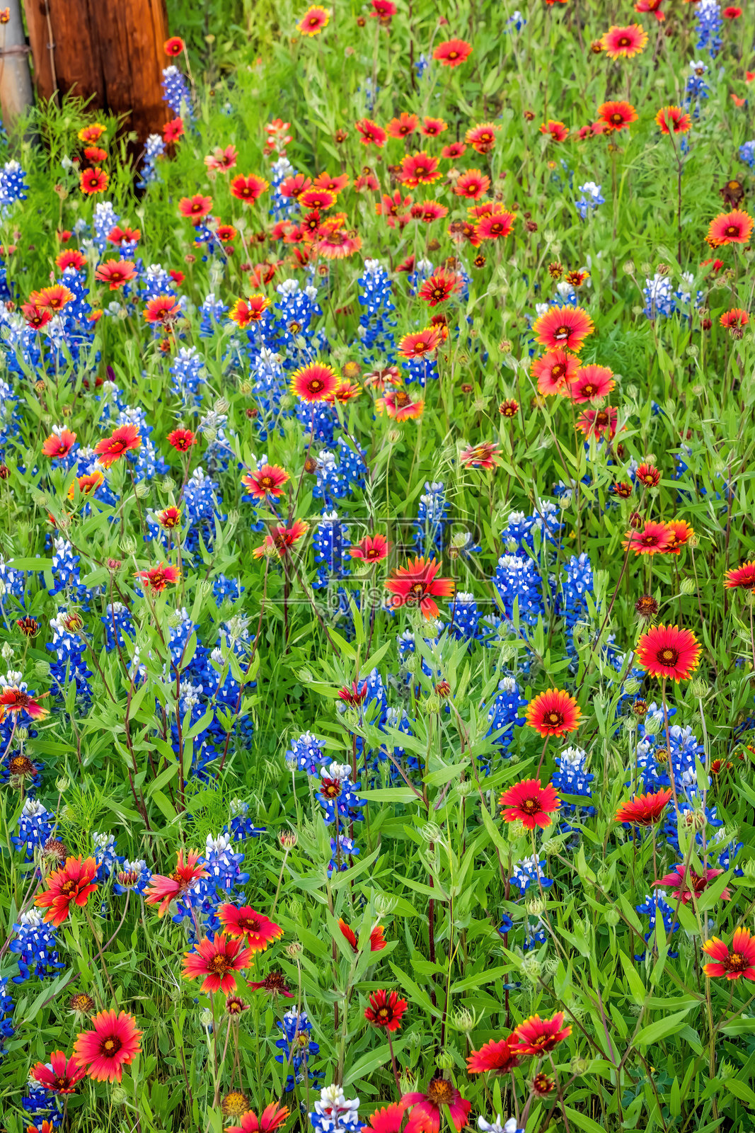 德克萨斯州本土春季野花，德克萨斯山乡照片摄影图片