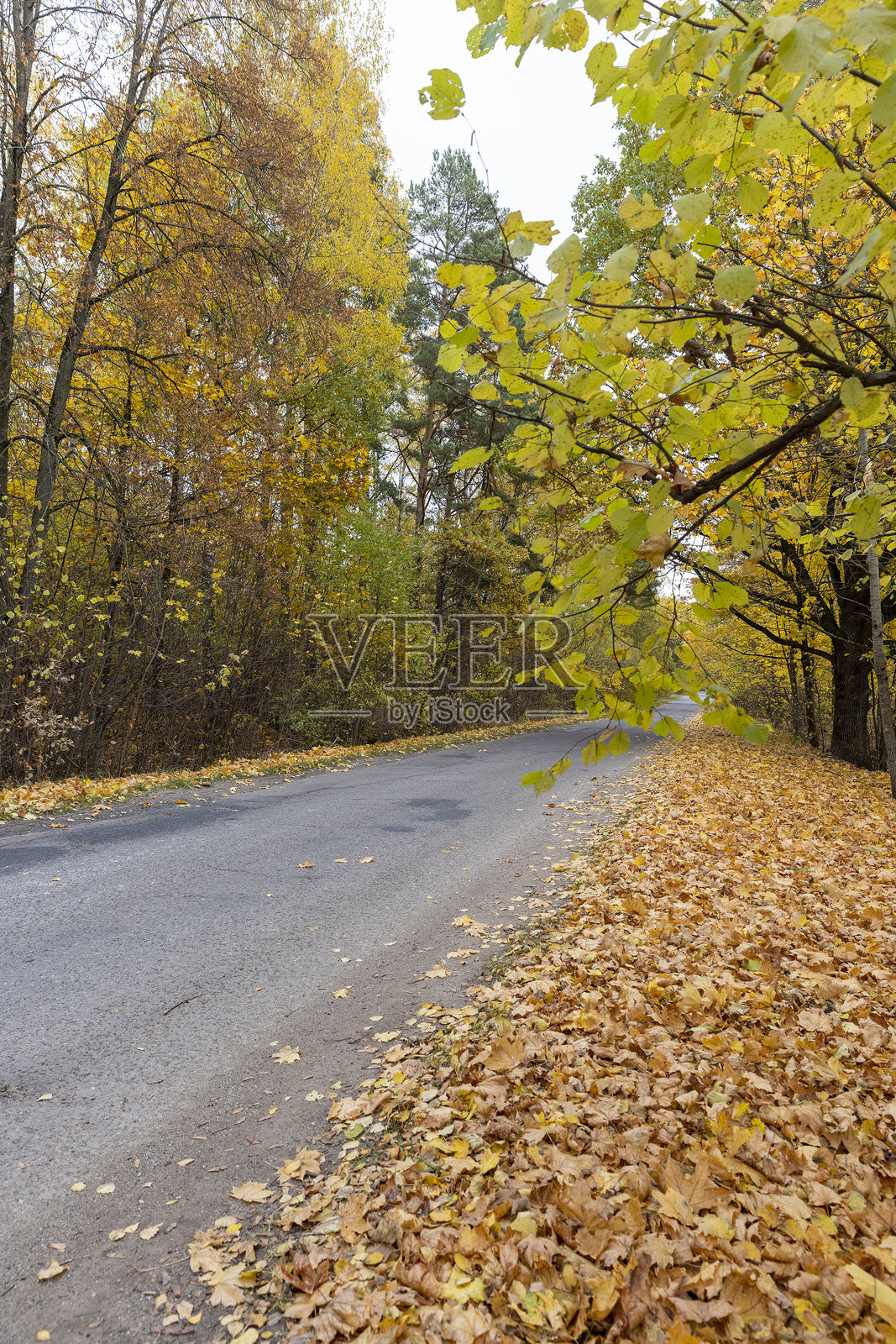 秋季，一条沥青路旁种满了大量枫树。照片摄影图片