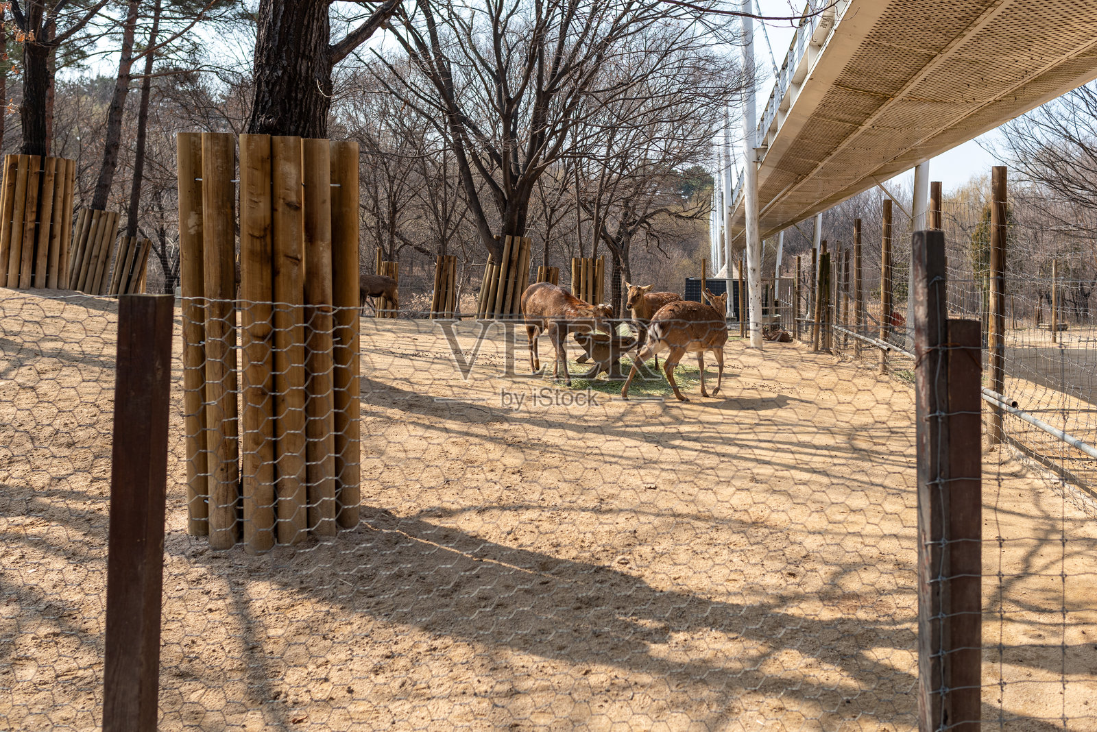 首尔，韩国，城东区首尔森林公园的鹿圈围栏照片摄影图片