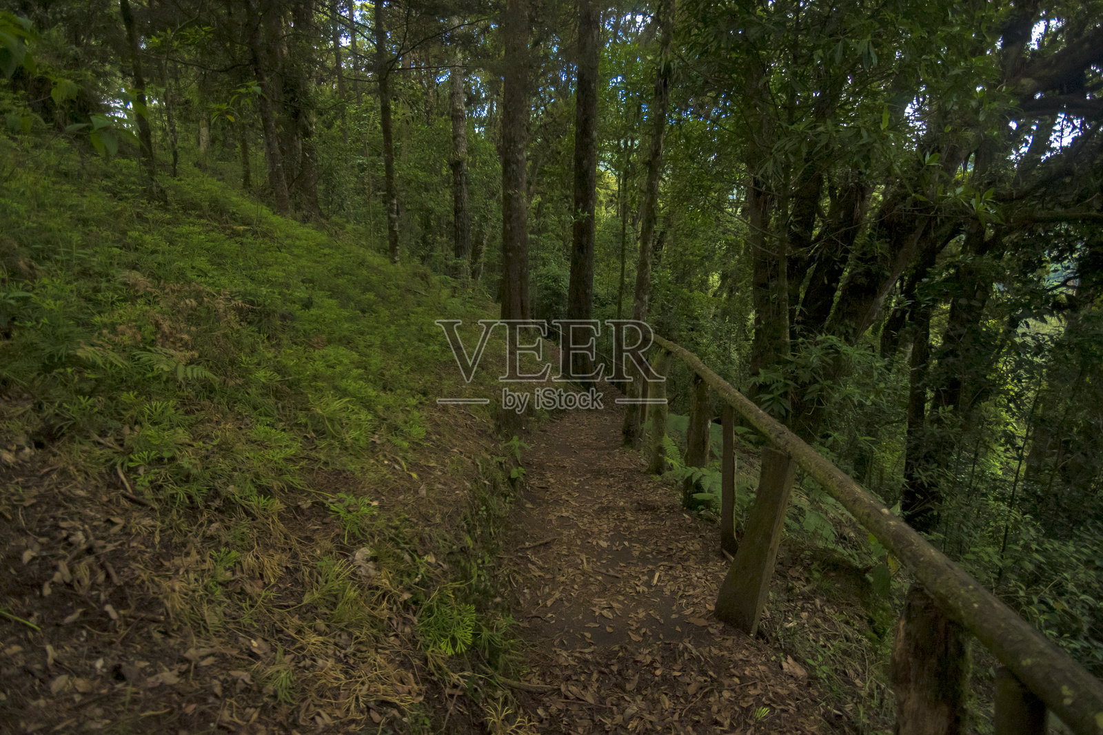 美丽的森林和树木的图像照片摄影图片