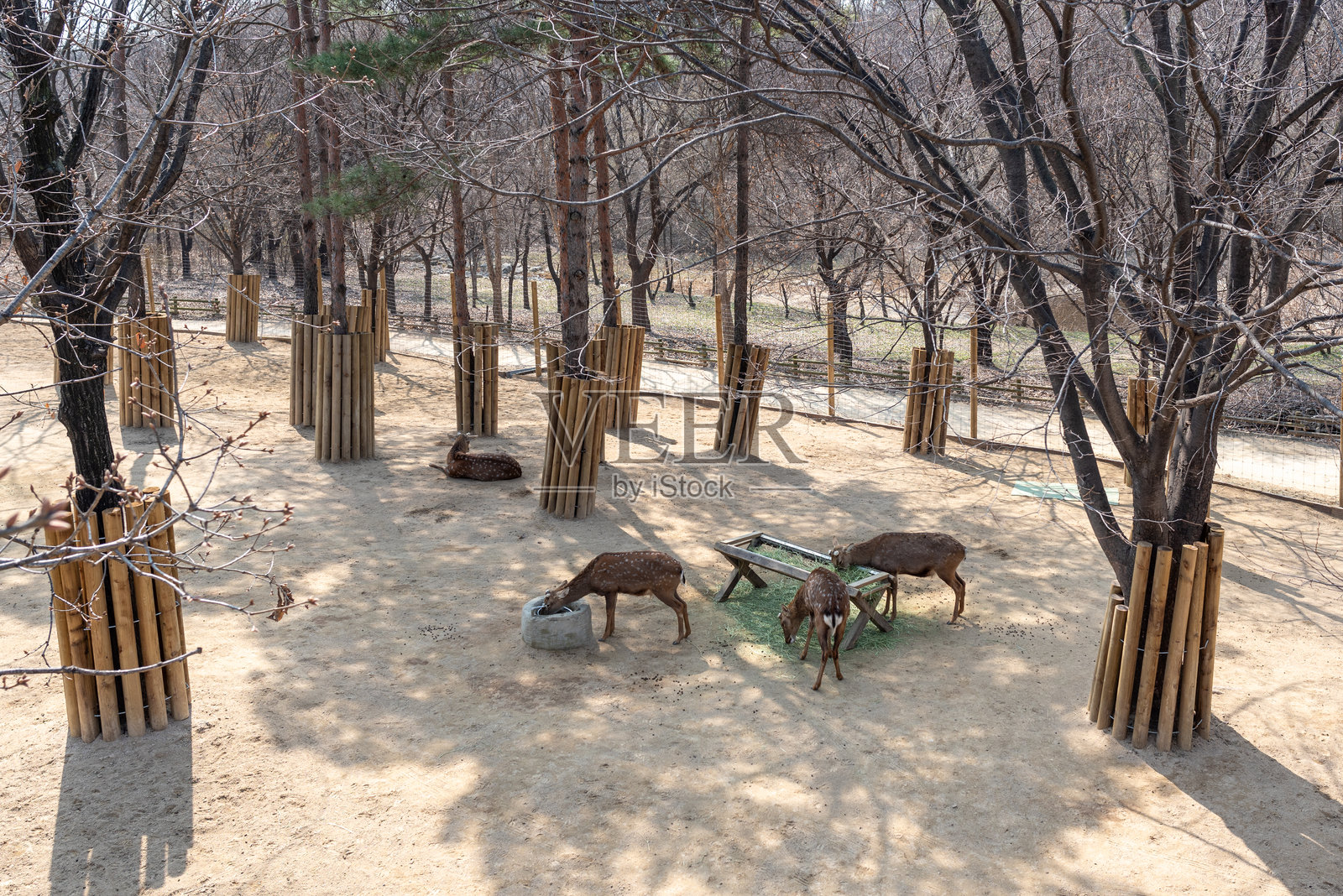 首尔,韩国,城东区首尔森林公园的鹿圈围栏照片摄影图片