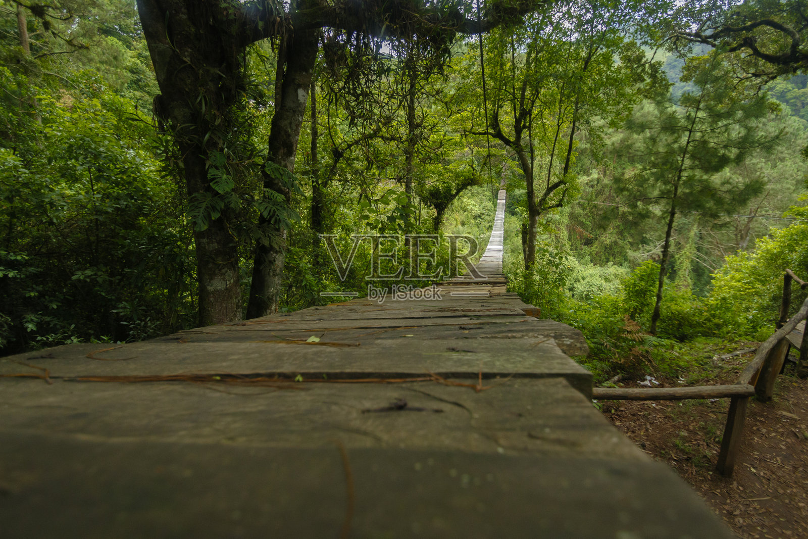 绿色森林中的木桥照片摄影图片