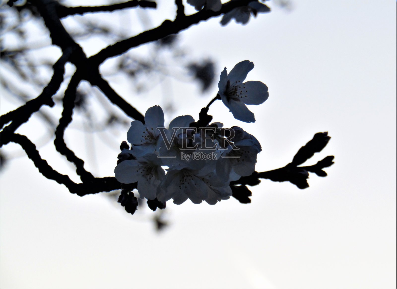 日本。三月。樱花。照片摄影图片