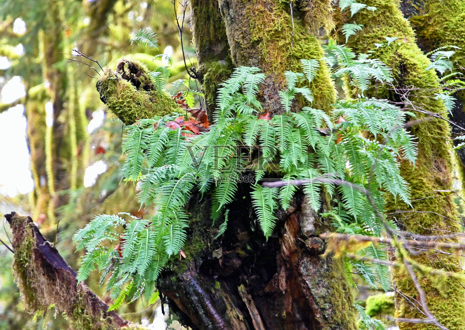 美丽的寄生虫照片摄影图片