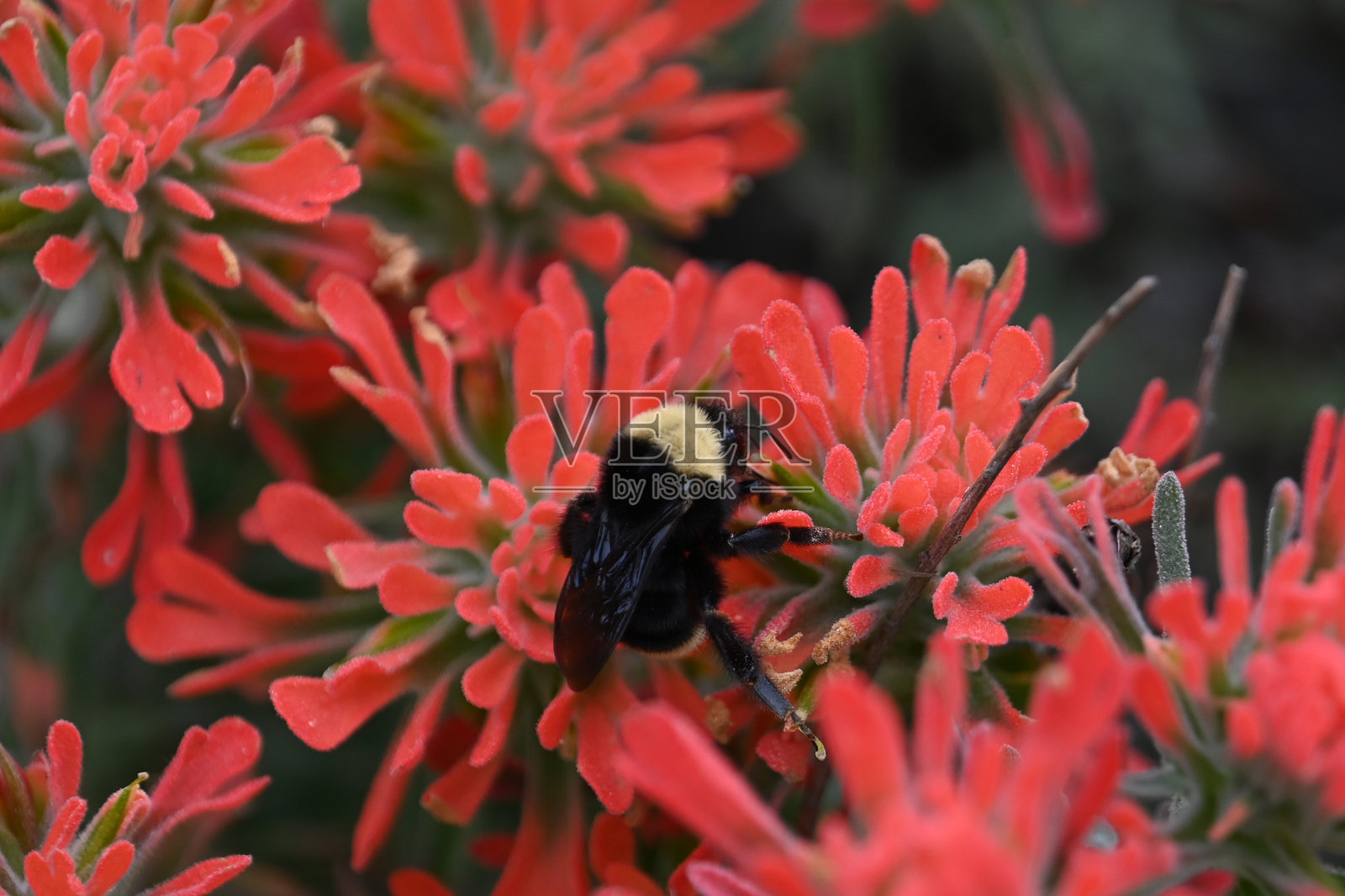 色彩的爆发 - 近距离拍摄一只大黄蜂在鲜艳的印度画笔橙色花朵上照片摄影图片