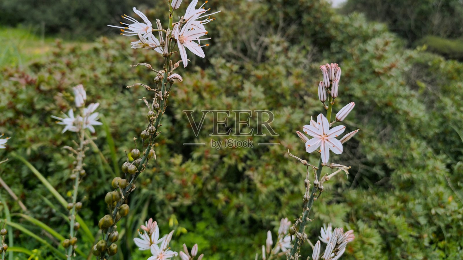 白色花朵的特写照片摄影图片