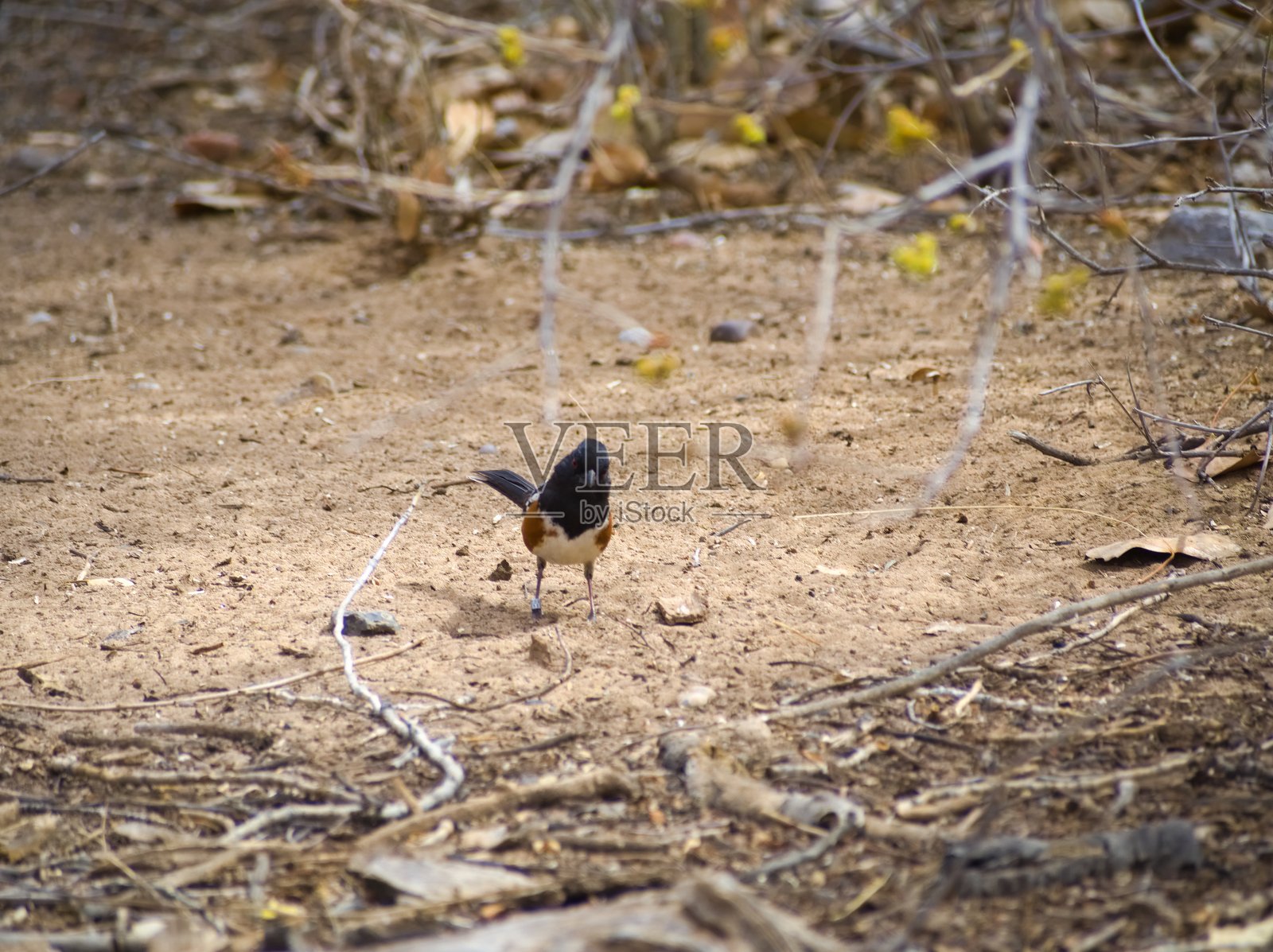 斑点托威鸟站在林缘的土地上照片摄影图片