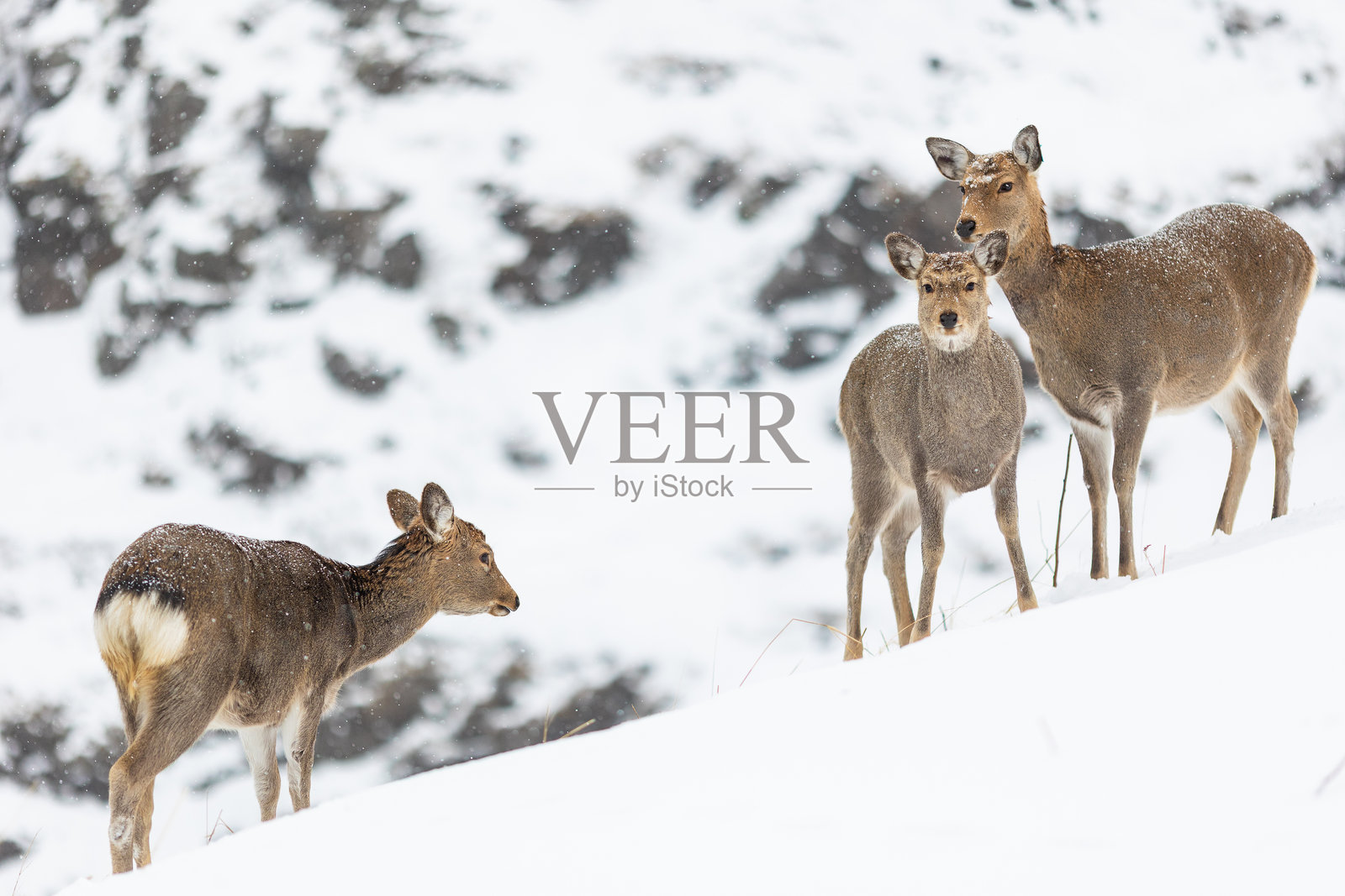 一群北海道蝦夷鹿在冬季风景中聚集在一起照片摄影图片