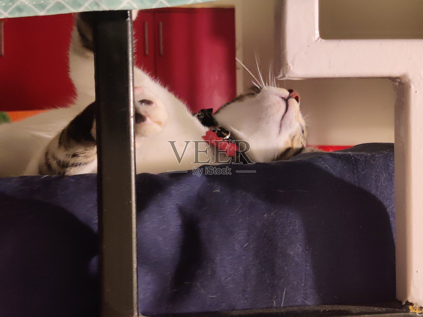 可爱的虎斑猫 - 高清库存照片照片摄影图片