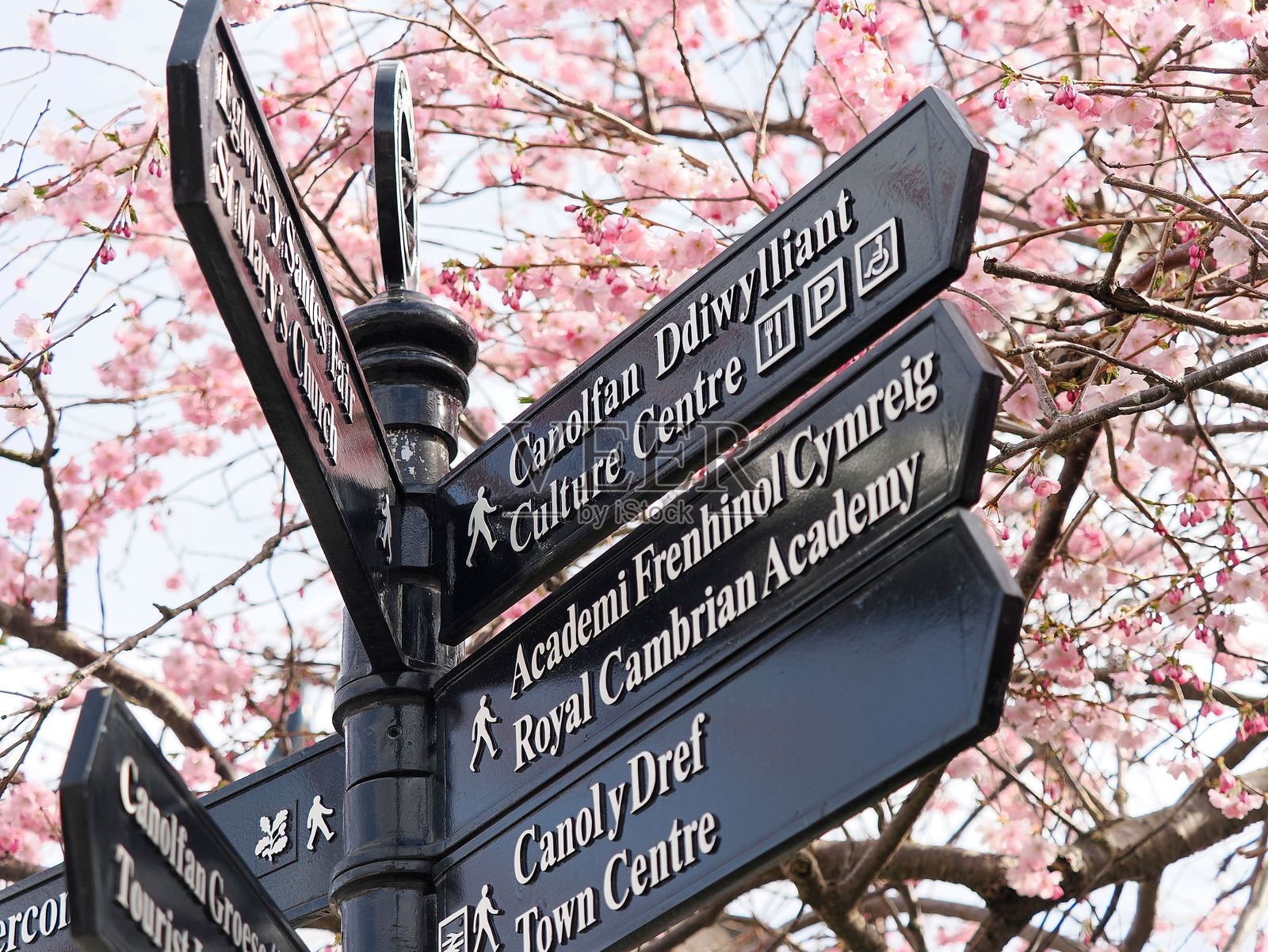 威尔士康威。指向各个地方的标志，背景是粉色的花朵。照片摄影图片